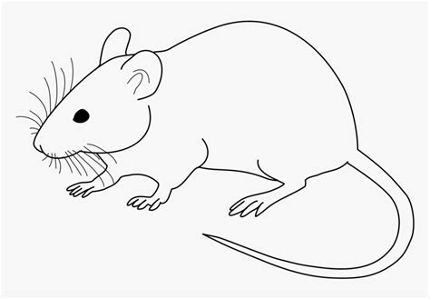 Rat Black And White, HD Png Download - kindpng