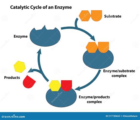 Substrate And Enzyme In Catalytic Cycle Vector Illustration ...