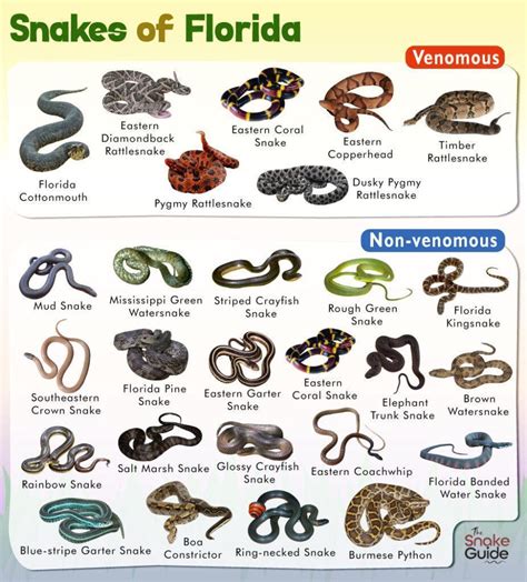 List of Common Venomous and Non-venomous Snakes in Florida with Pictures