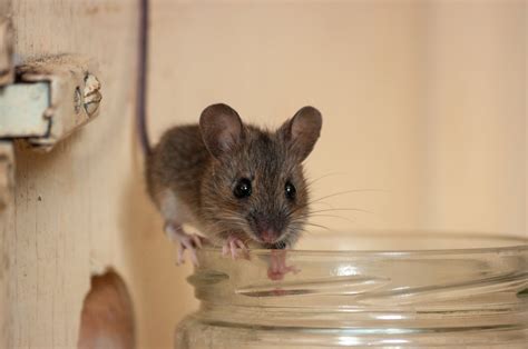 What does a mouse bite look and feel like? - A1 Exterminators