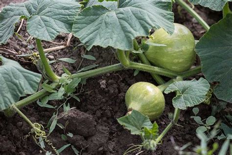 When and How to Trim Pumpkin Vines | Gardener’s Path | Planting ...