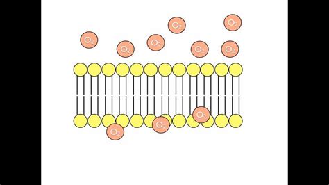 Cell Diffusion Animation