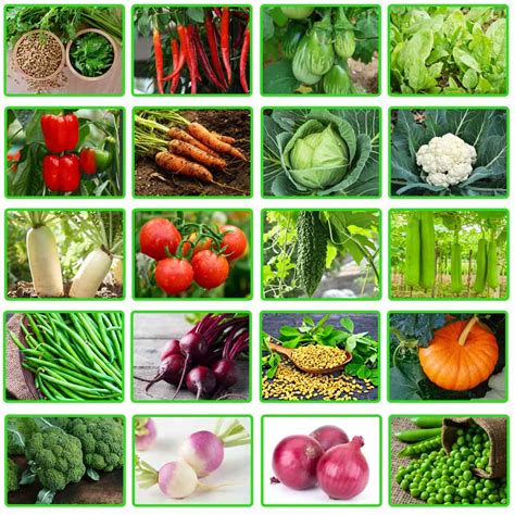 Buy Set of 20 Best Vegetable Seeds to Sow in Winter Season