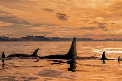 Orca Whale Orcinus Orca Pod Photograph by John Hyde - Fine Art America