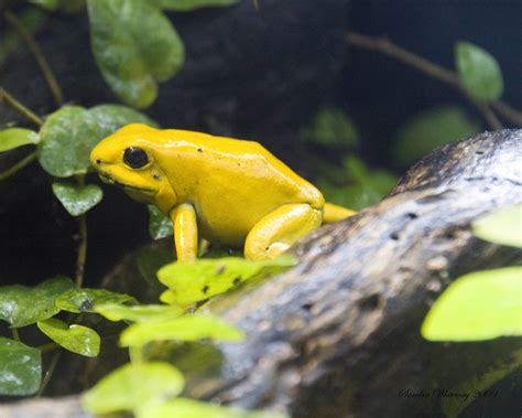 Golden Poison Frog | London Zoo The golden poison dart frog … | Flickr