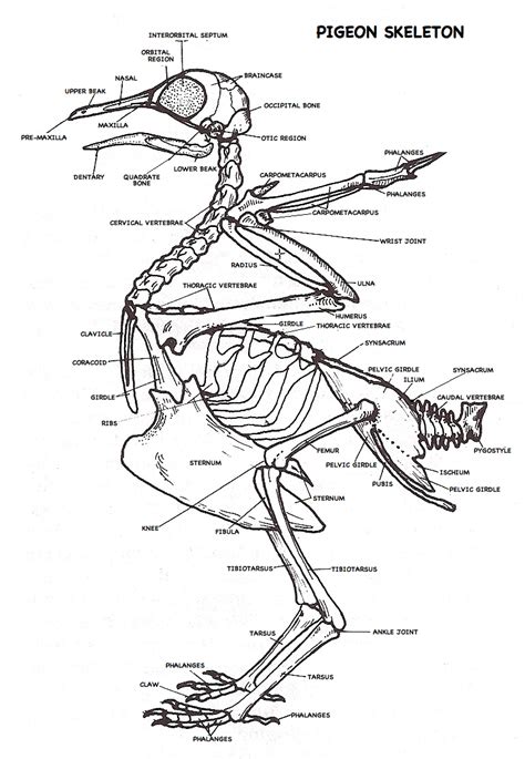 Pigeon Skeleton Diagram