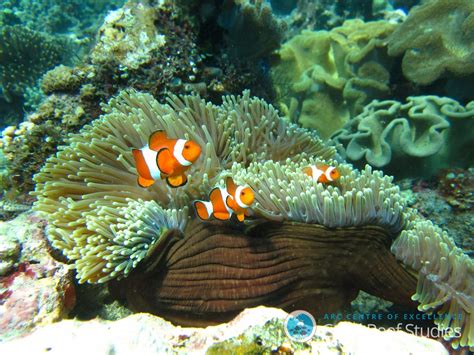 Coral Reef Fish Are More Resilient Than We Thought, Study Finds | WLRN