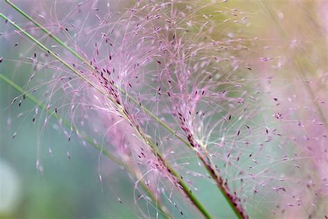 How to Grow and Care for Pink Muhly Grass