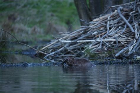 Free Photo | Wild european beaver in the beautiful nature habitat in ...