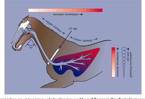 Figure 2 from WHY DO HORSES ’ LUNGS BLEED ? | Semantic Scholar