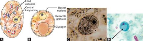 Iodamoeba Butschlii Life Cycle