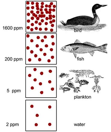 Biological Magnification: Definition, Examples, and Practice