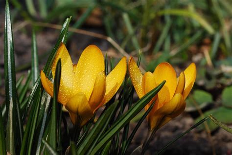 yellow crocus close up view 6089770 Stock Photo at Vecteezy