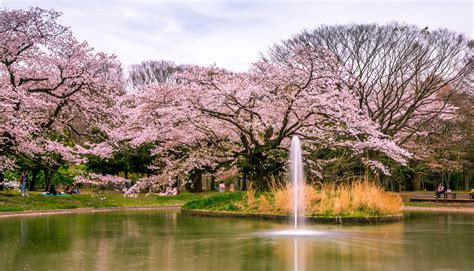 壁紙，2560x1464，日本，東京都，公园，池塘，開花的樹，Yoyogi Park，大自然，下载，照片