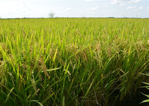 Rice Plant Harvest