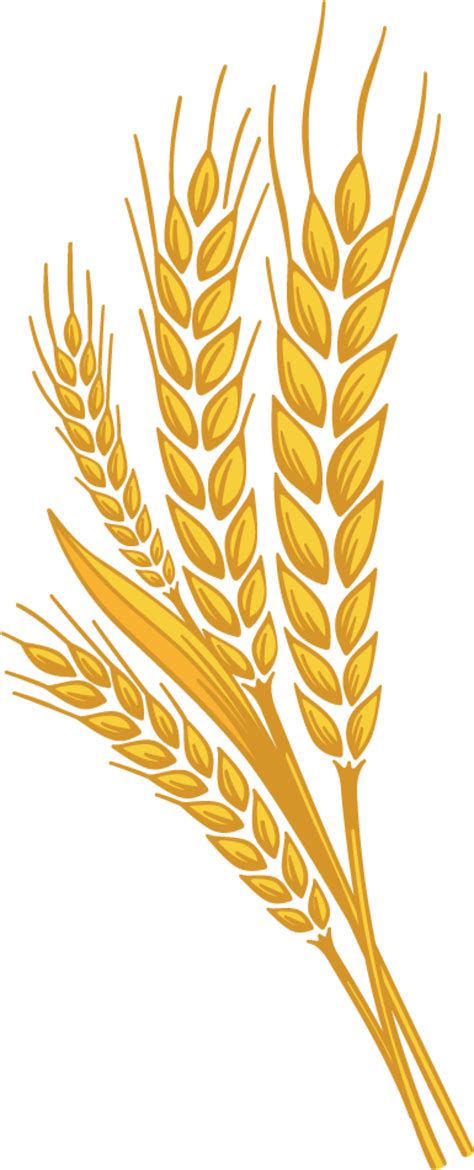 Wheat PNG, Wheat Transparent Background - FreeIconsPNG