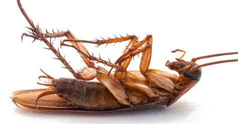 Does Bleach Kill Roaches? - A-Z Animals