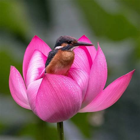 Kingfisher perched in a Lotus Flower. #Kingfisher #flowers #lotus # ...