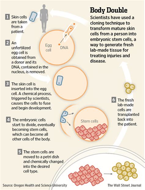 Human Cloning Moves a Step Closer | Nwo Report