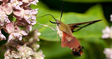 Hummingbird Moth Facts, Images & Species Info - Hummingbirds Plus