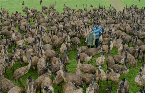 One of Australia’s largest emu farms on the market as industry takes ...