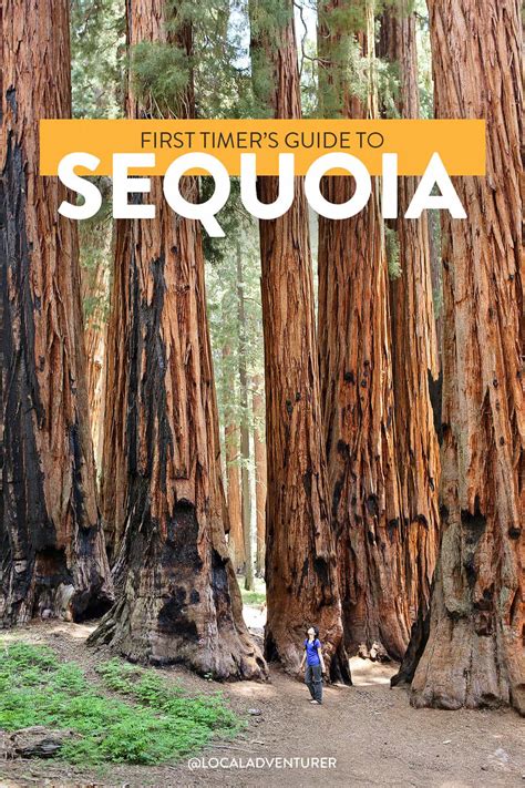 Sequoia National Park California Map - New York Map Poster