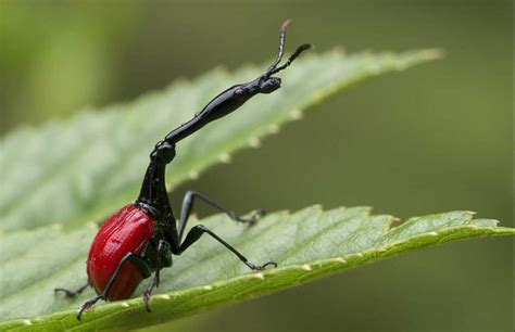 Giraffe Necked Weevil | The Animal Facts | Appearance, Diet, Habitat