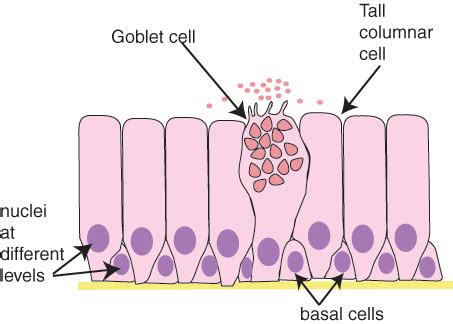 Epithelia: The Histology Guide