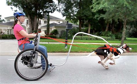 The Wonderful World of Dog Carting