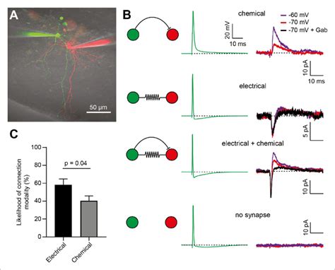 Electrical synapses are more frequent than chemical inhibitory synapses ...