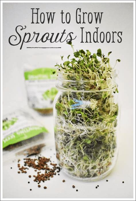 How to Grow Sprouts Indoors All Year Long