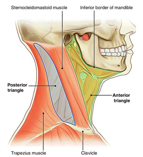 Triangles Of The Neck