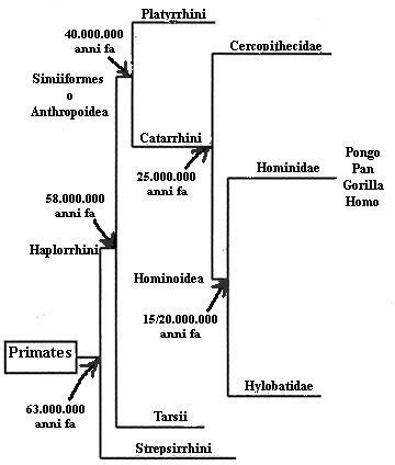 Evolution of primates - Wikiwand