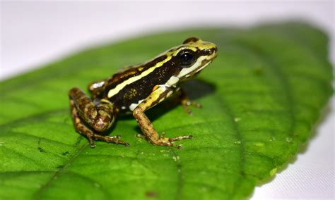 Phantasmal Poison Frog ( Epi [IMAGE] | EurekAlert! Science News Releases