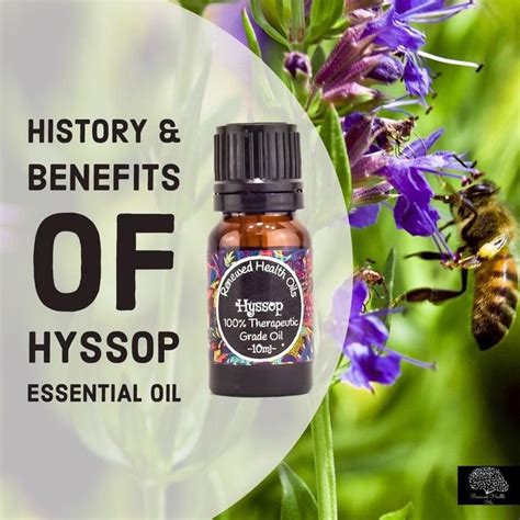 History and Benefits of Hyssop Oil Uses | Oil uses, Hyssop essential ...