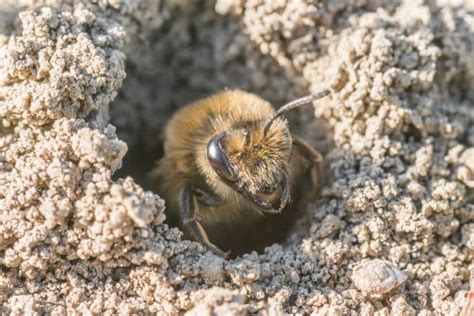 Lawn Miner Bees: Identification, Prevention, and Control