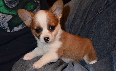 Pictures Of Corgi Chihuahua Mix Puppies - Pets Lovers