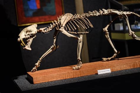 'Sabre-toothed tiger' skeleton sells for more than $84,000