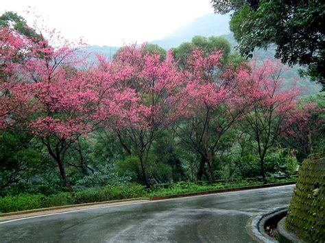 Taiwan Cherry Blossoms - Free photo on Pixabay - Pixabay