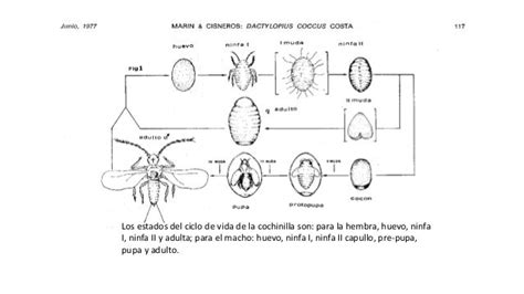 Dactylopius coccus (homoptera