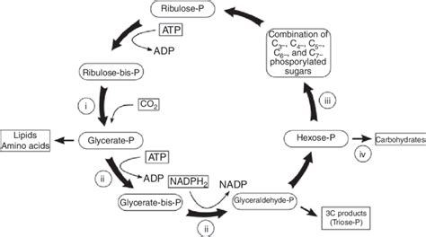 Carbon Fixation Diagram