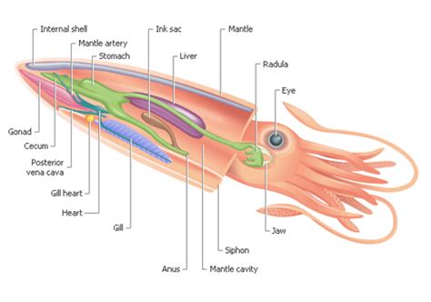 internal anatomy of a squid | Deep Sea News