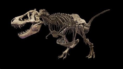 T-Rex skeleton - 3D model by Benoît Rogez (@shadows44) [4641dce ...