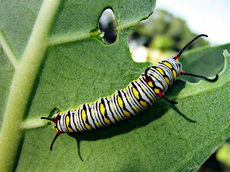 File:Monarch butterfly Caterpillar.jpg