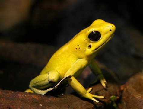 Golden poison frog - Wikipedia