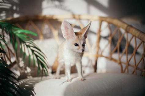 Sunny Pretty Fennec Fox Cub with Plants Stock Image - Image of nature ...