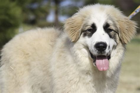 Great pyrenees mix puppies mn