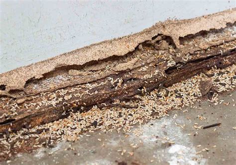 Different Types of Termites and the Unseen Damage They Cause [2019 ...