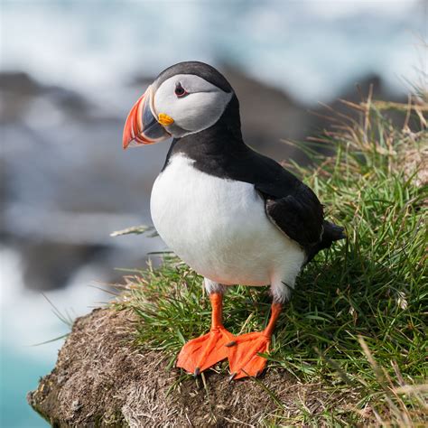 Puffin | Most Beautiful Bird