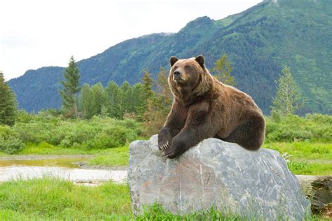 10 Best Spots To See Wildlife In Alaska